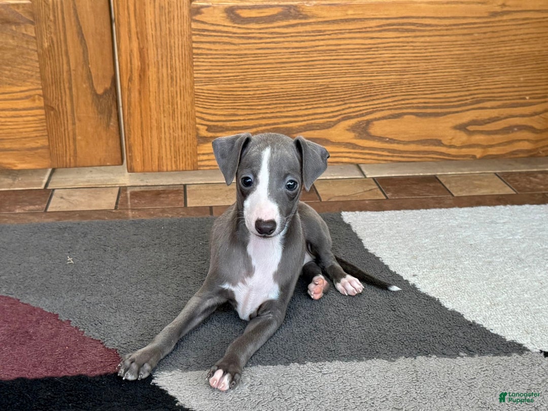 Italian Greyhound dogs for sale: Joey - Image 5
