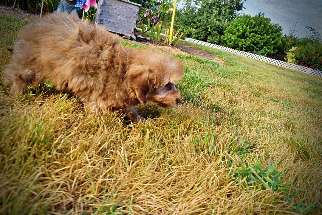 Havapoo dogs for sale: Jazzy - Image 21
