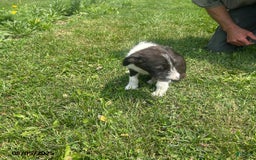 Border Collie dogs for sale: Quarter - Image 3