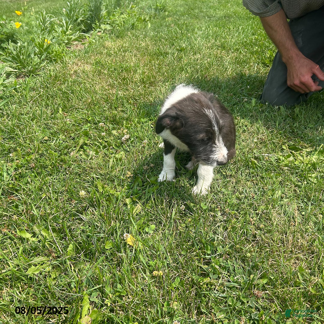 Border Collie dogs for sale: Quarter - Image 3
