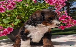 Mini Bernedoodle dogs for sale: Sabrina - Image 11