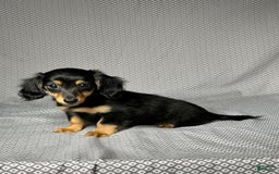 Miniature Dachshund dogs for sale: Skye - Image 5