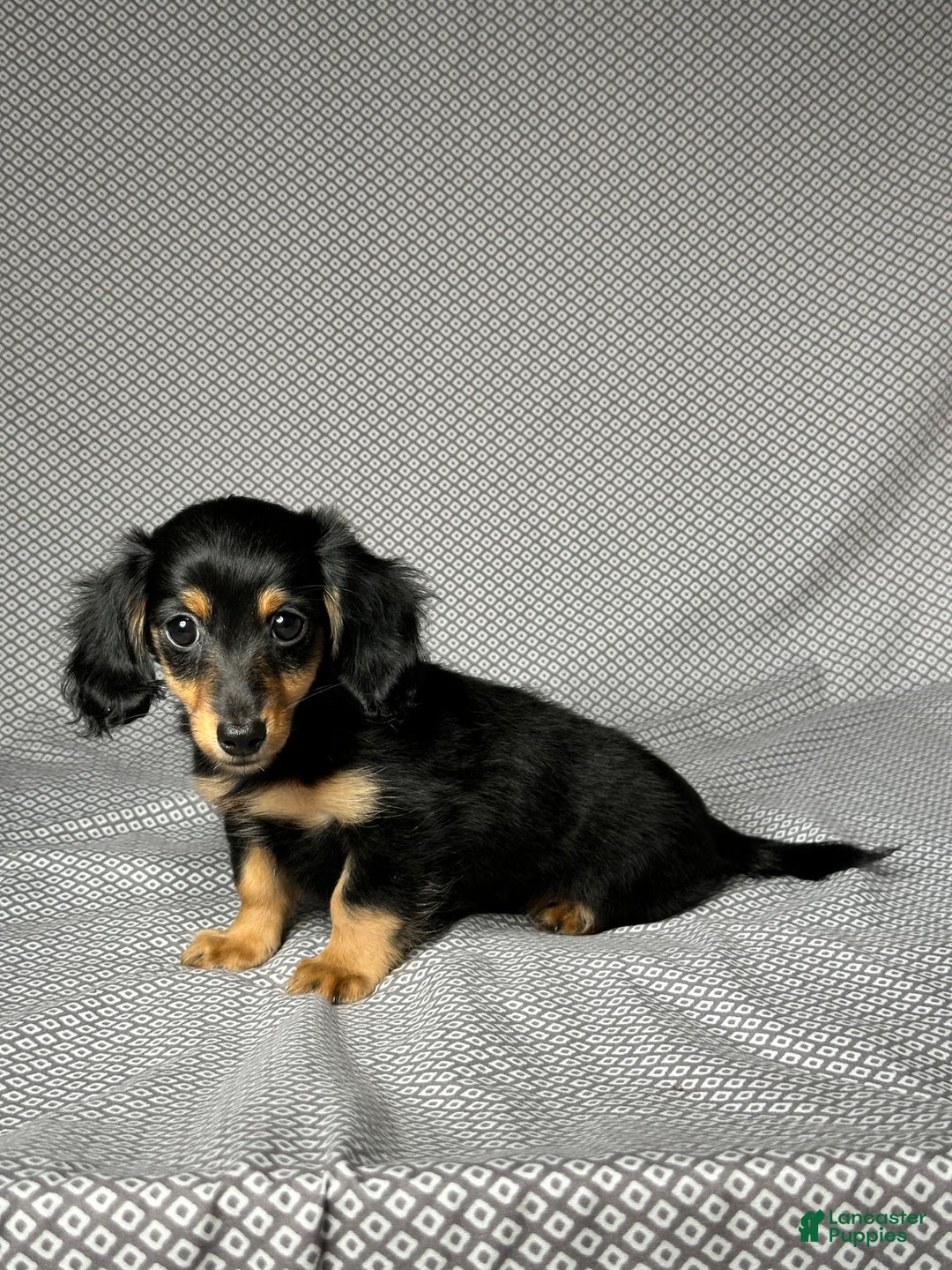 Miniature Dachshund dogs for sale: Skye - Image 5