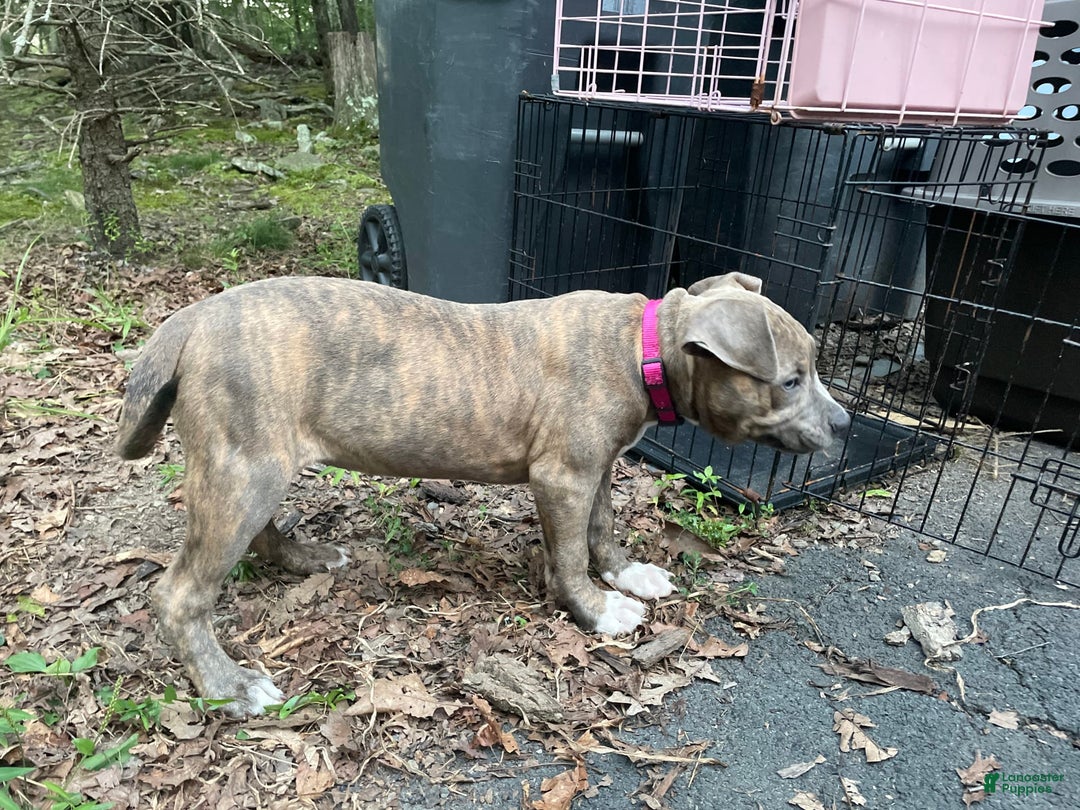 American Bully dogs for sale: Majestic - Image 26