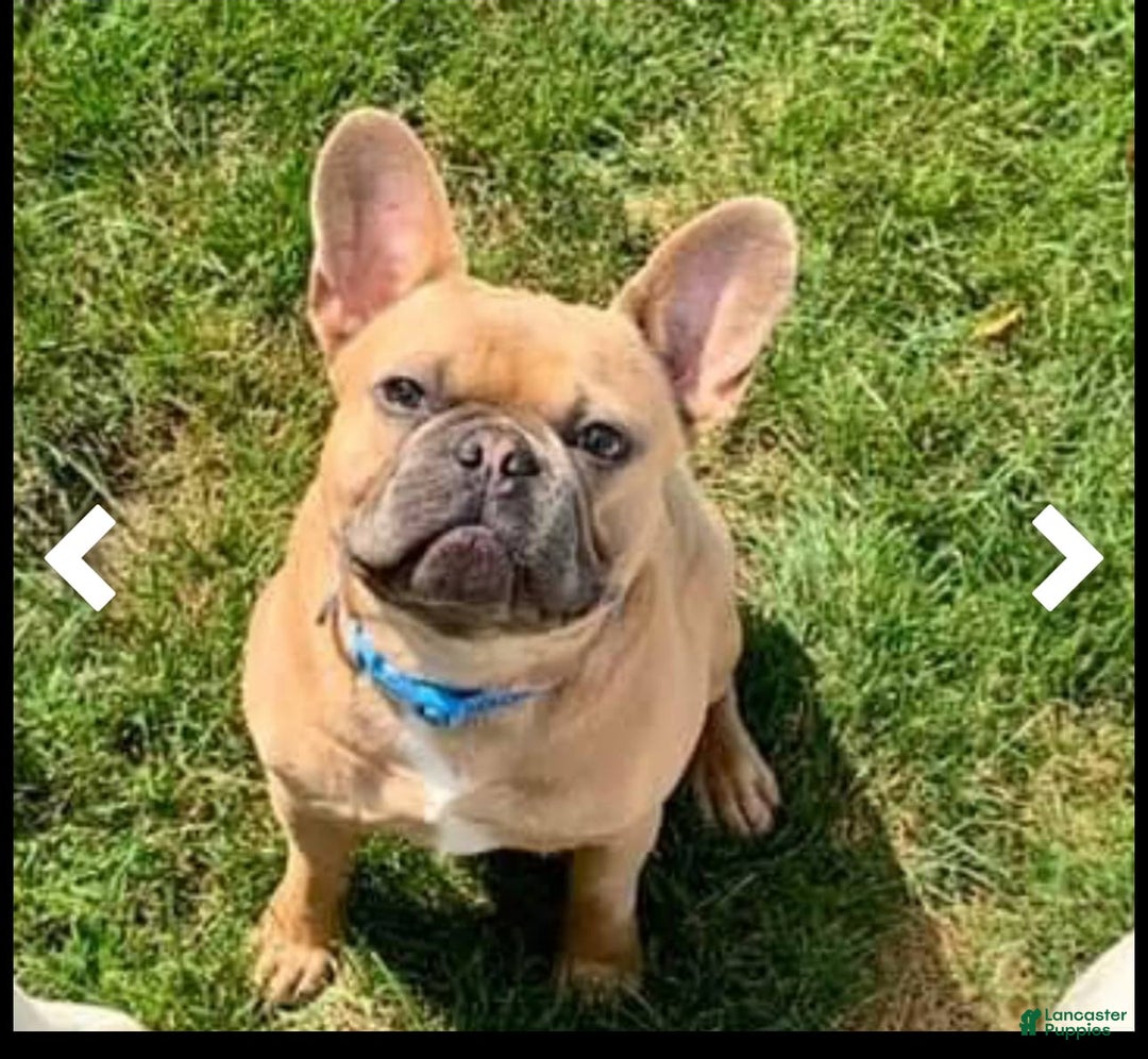 French Bulldog dogs for sale: Linus - Image 9