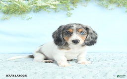 Miniature Dachshund dogs for sale: Korey - Image 2