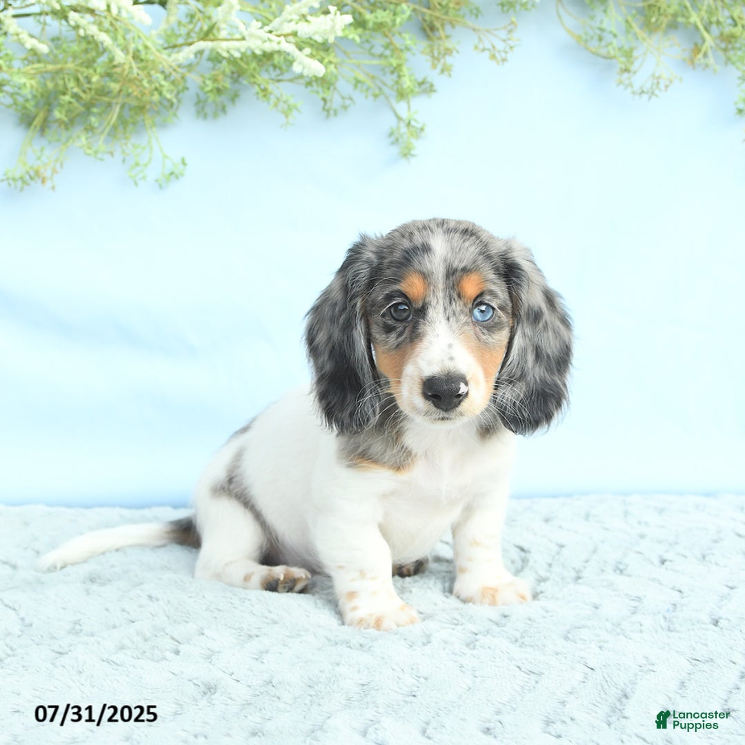 Miniature Dachshund dogs for sale: Korey - Image 2