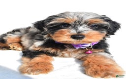 Mini Aussiedoodle dogs for sale: Elsie - Image 9