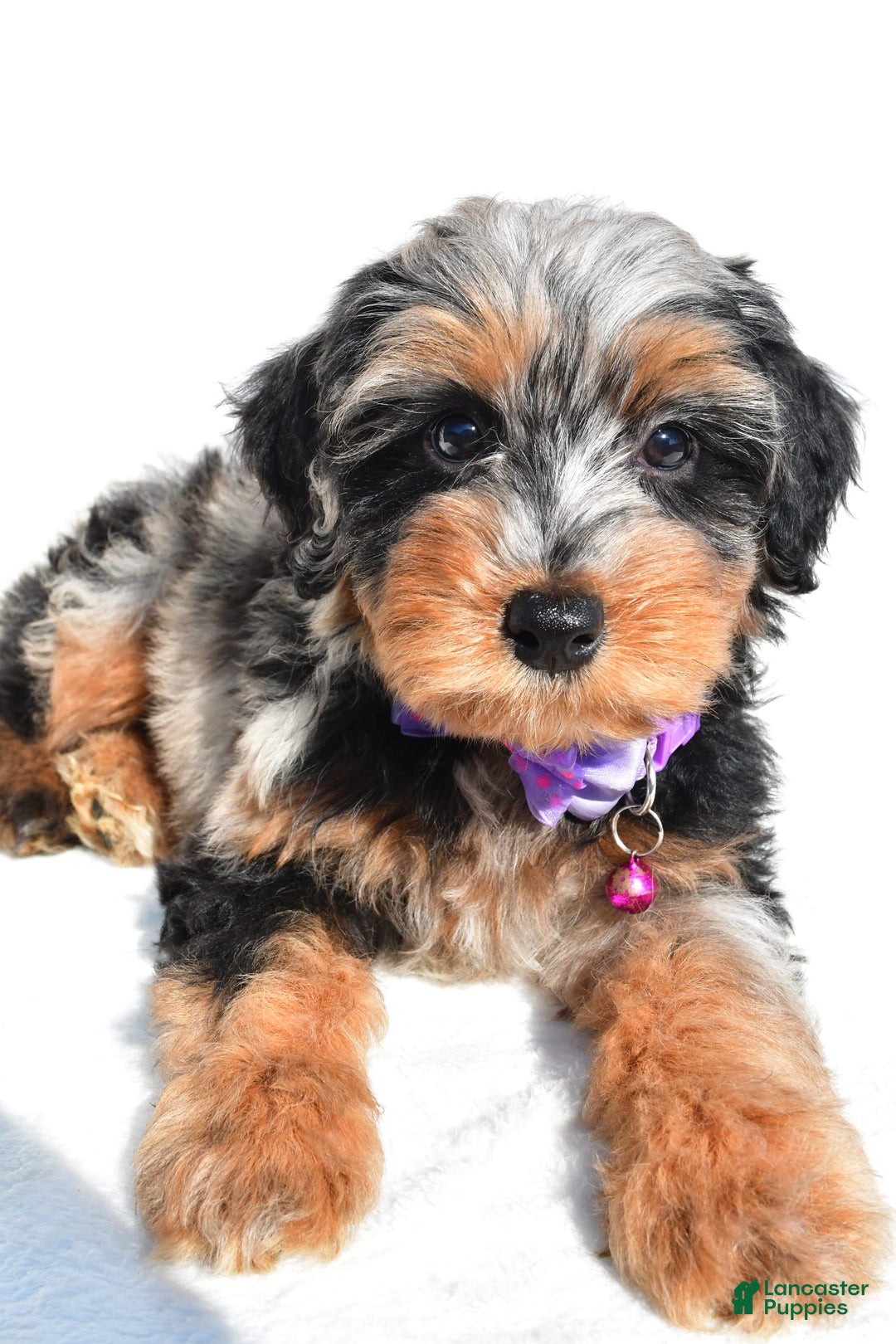 Mini Aussiedoodle dogs for sale: Elsie - Image 9