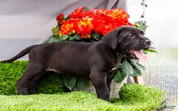 Great Dane dogs for sale: Krista - Image 11