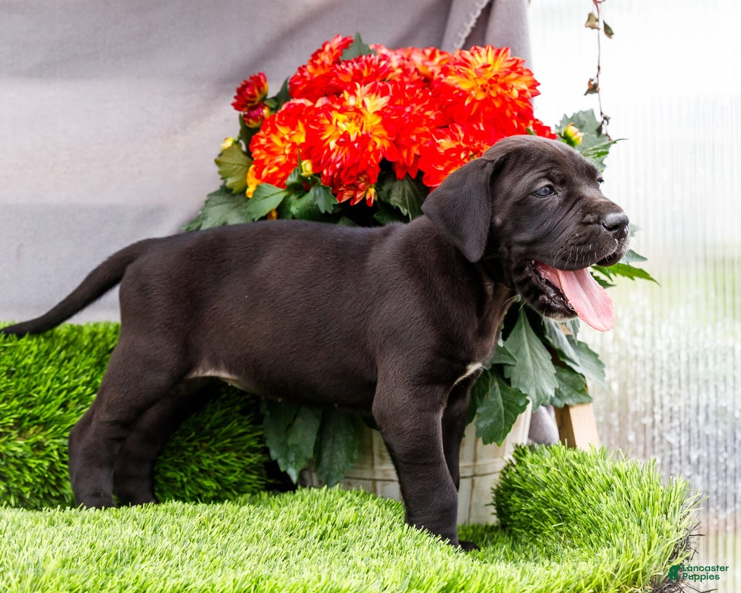 Great Dane dogs for sale: Krista - Image 11