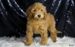 Mini Goldendoodle dogs for sale: Captain - Image 6
