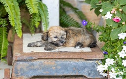 Havanese dogs for sale: Troy - Image 4