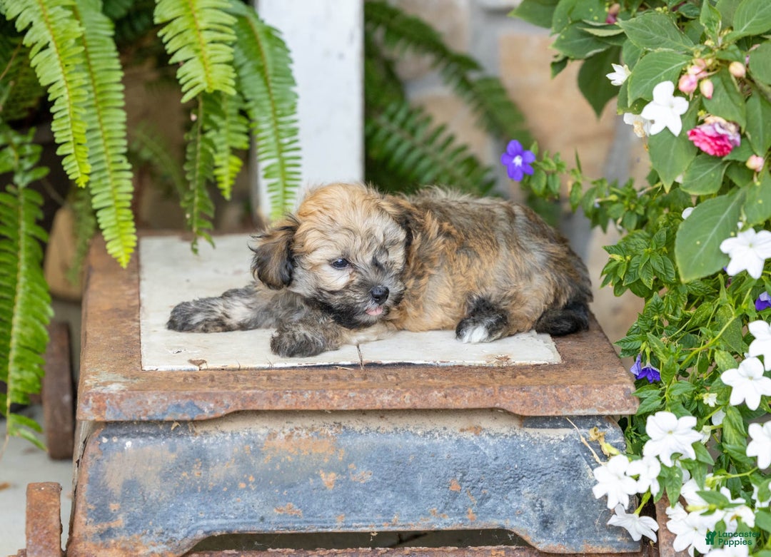 Havanese dogs for sale: Troy - Image 4