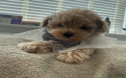 Maltipoo dogs for sale: Lora - Image 1