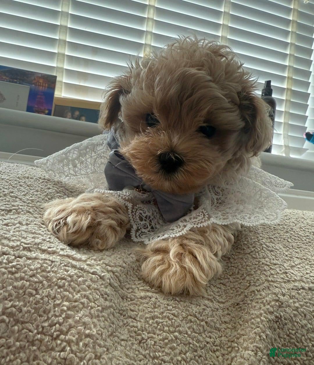 Maltipoo dogs for sale: Lora - Image 1