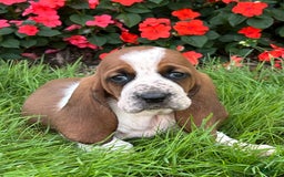 Basset Hound dogs for sale: Willow - Image 1