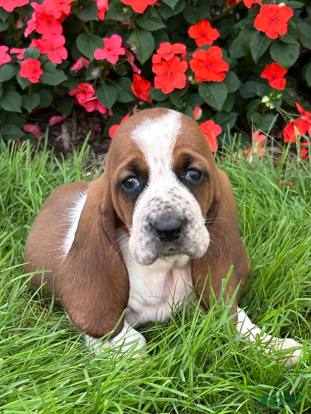 Basset Hound dogs for sale: Willow - Image 1