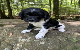 English Springer Spaniel dogs for sale: Max - Image 4