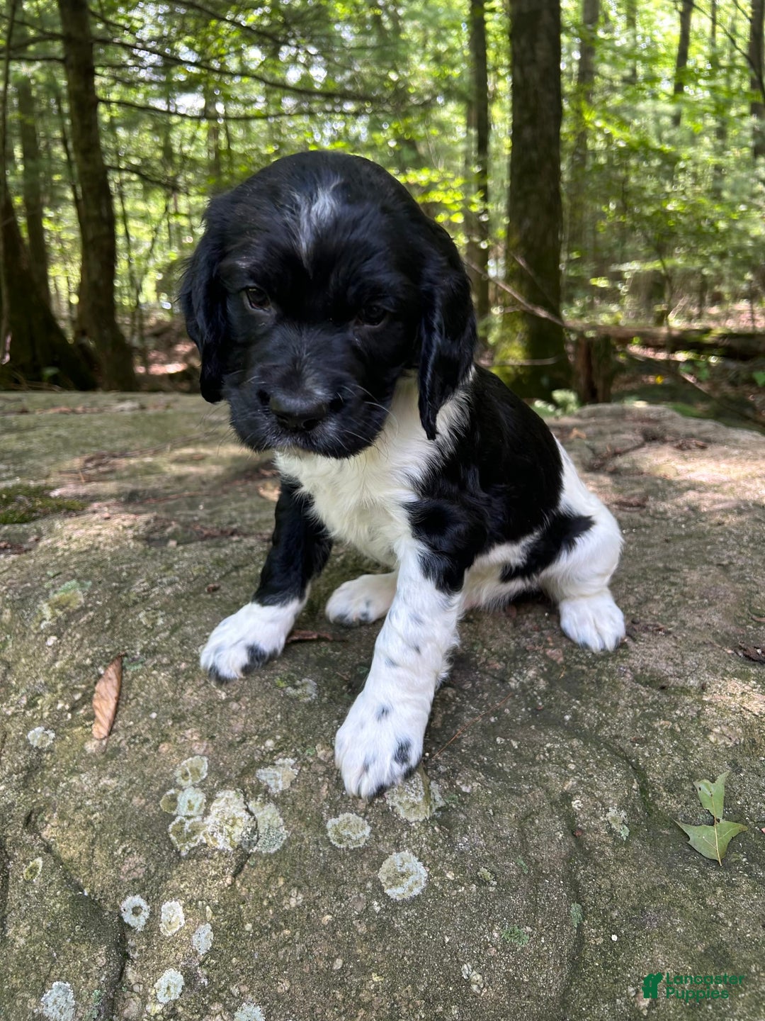 English Springer Spaniel dogs for sale: Max - Image 4