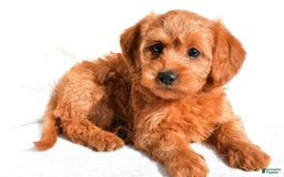  dogs for sale: Mia - Image 7