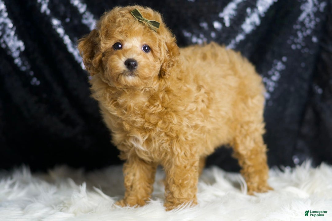 Toy Poodle dogs for sale: Mannie - Image 5