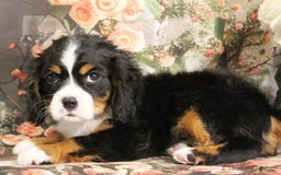 Miniature Bernese Mountain Dog dogs for sale: Twix - Image 2