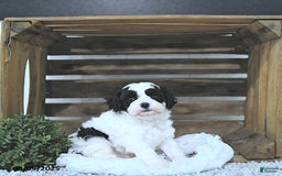Cavapoo dogs for sale: Cavapoo 5 puppies - Image 11