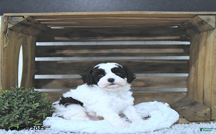 Cavapoo dogs for sale - Ad 4