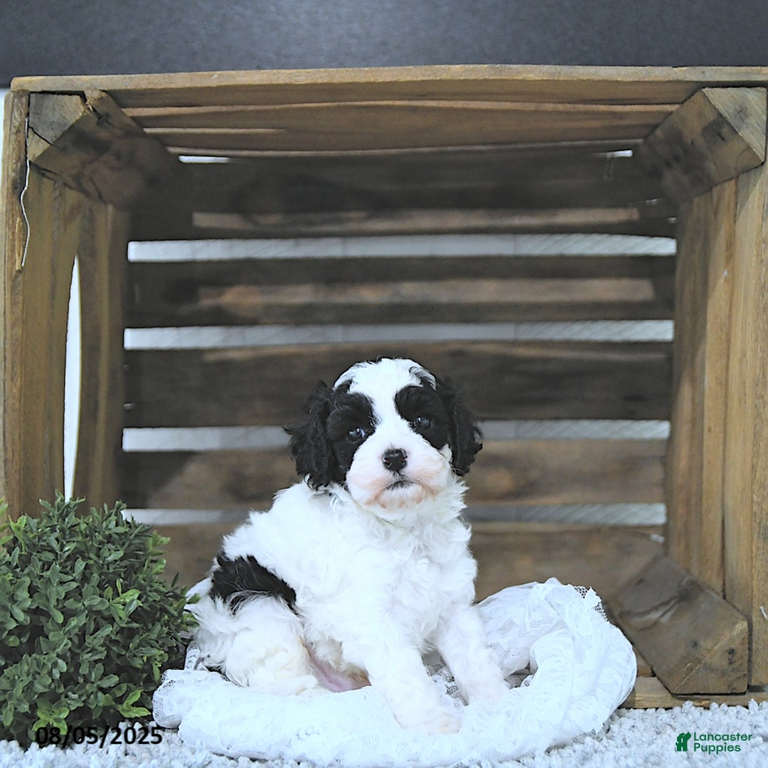 Cavapoo dogs for sale: Cavapoo 5 puppies - Image 11
