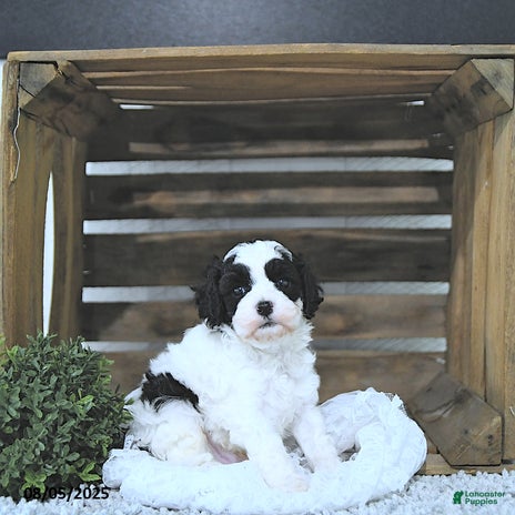 Cavapoo dogs for sale - Ad 4