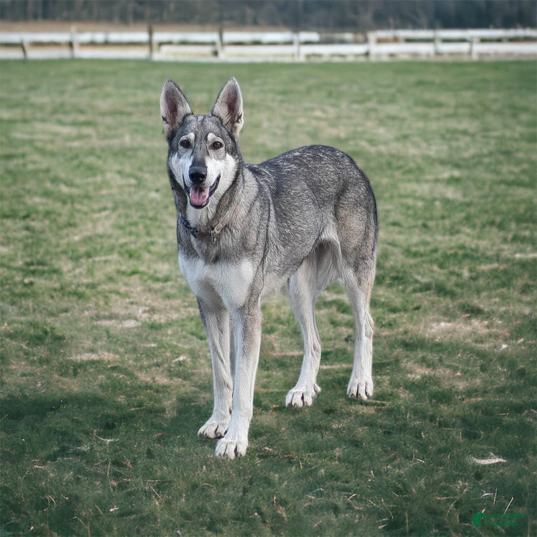 German Shepherd dogs for sale: Archer - Image 4