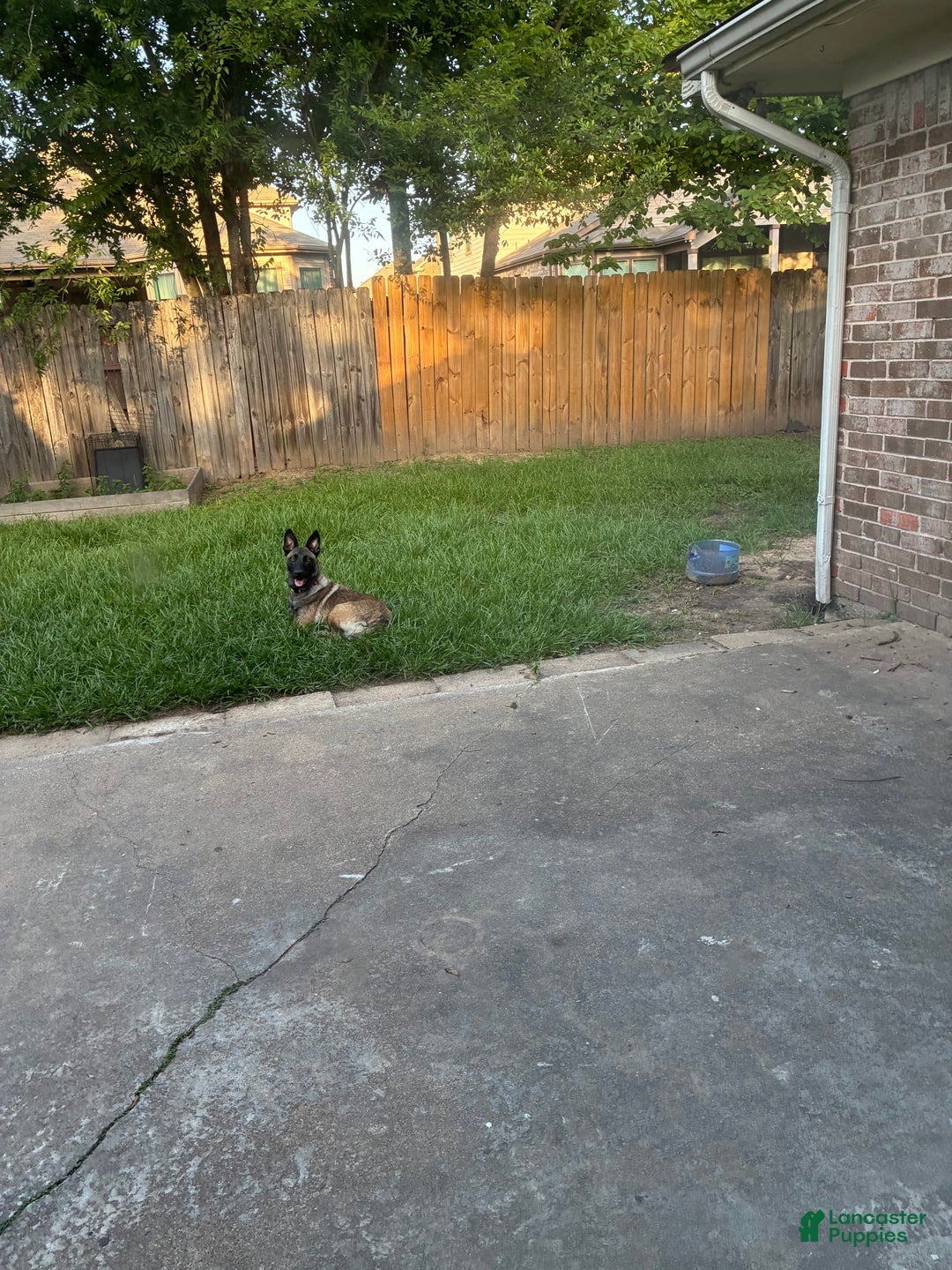 Belgian Malinois dogs for sale: Nova - Image 3