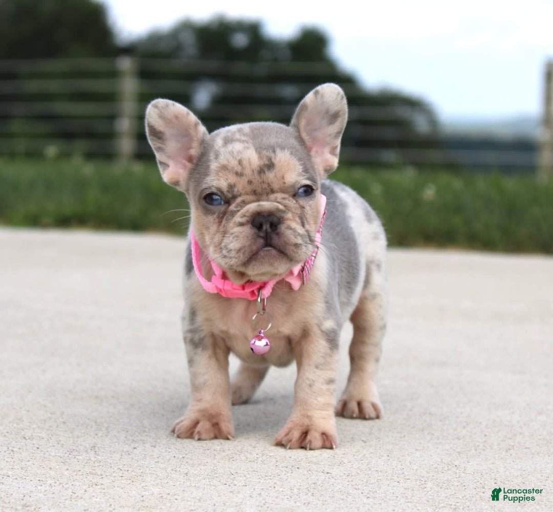 French Bulldog dogs for sale: Anya - Image 5
