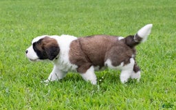 Saint Bernard dogs for sale: Holly - Image 9