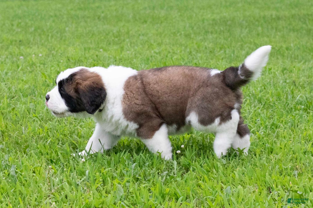 Saint Bernard dogs for sale: Holly - Image 9