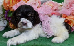 Cocker Spaniel dogs for sale: Briechocolatetanparticockerpuppy - Image 5