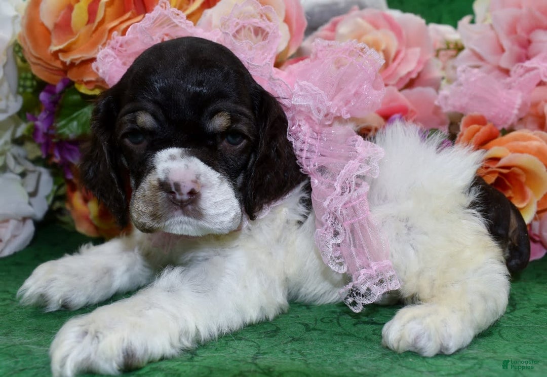 Cocker Spaniel dogs for sale: Briechocolatetanparticockerpuppy - Image 5