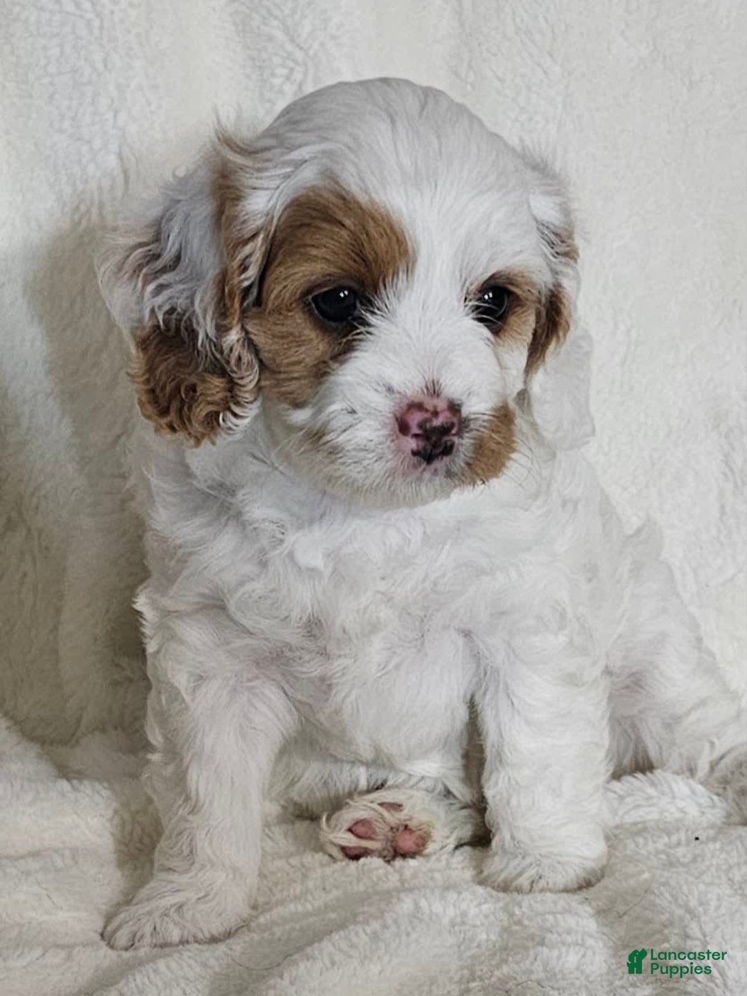 Cavapoo dogs for sale: Milkyway - Image 2