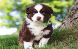 Australian Shepherd dogs for sale: Snorkel - Image 6