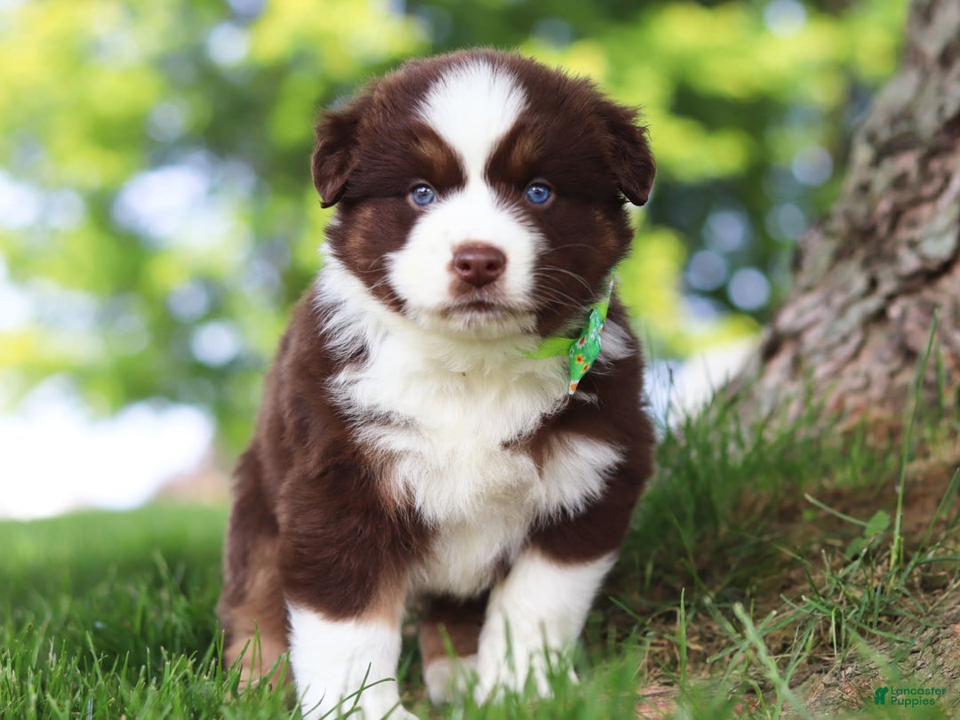 Australian Shepherd dogs for sale: Snorkel - Image 6