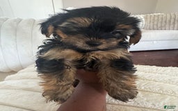 Yorkshire Terrier dogs for sale: Prissy - Image 1