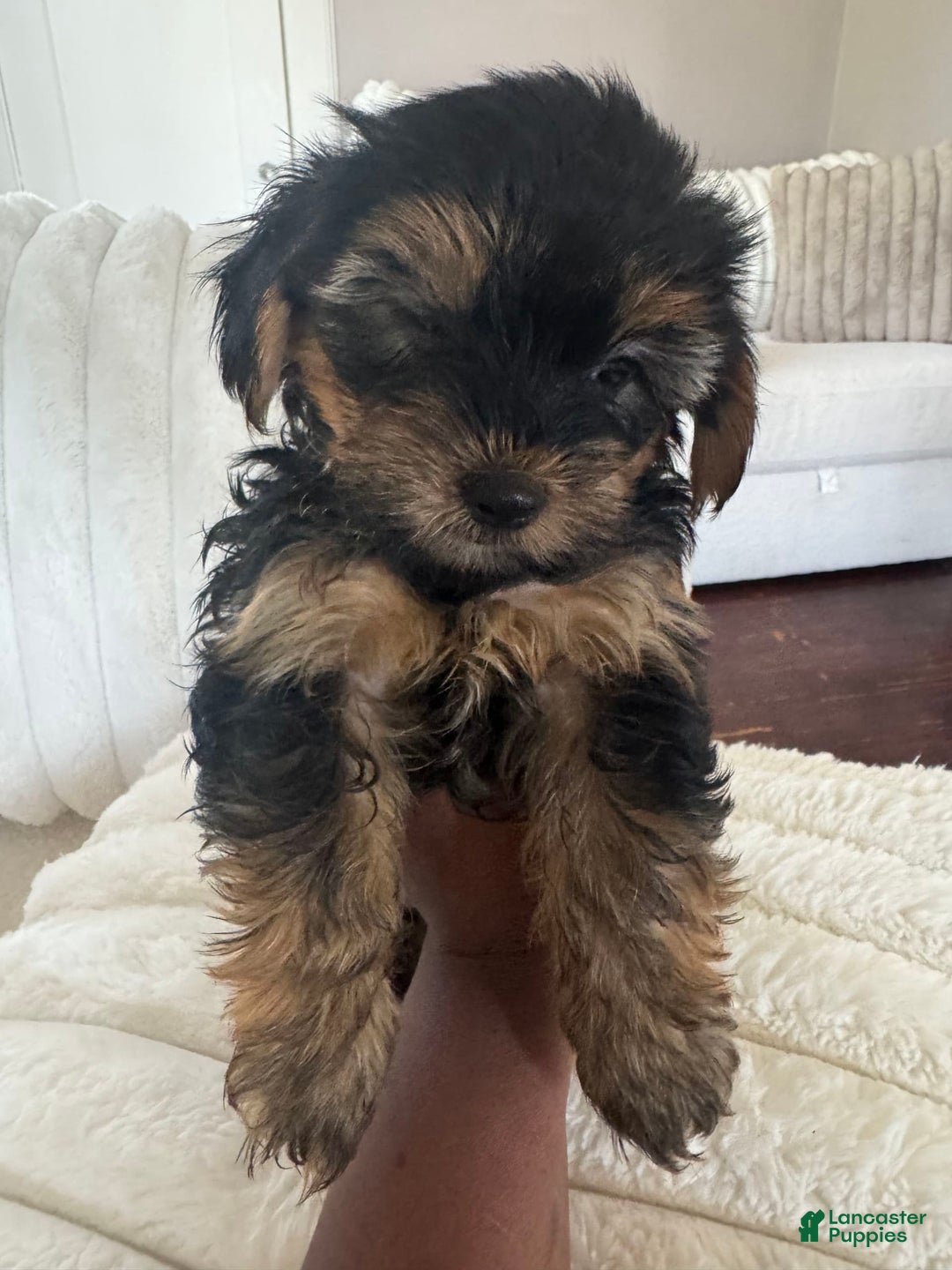 Yorkshire Terrier dogs for sale: Prissy - Image 1