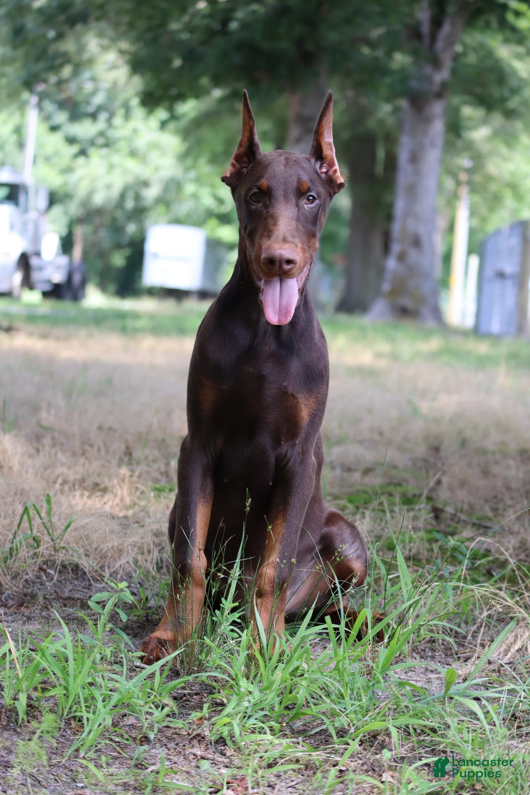 Doberman Pinscher dogs for sale: Atlas - Image 5