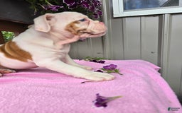 English Bulldog dogs for sale: Peaches - Image 11