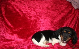 Miniature Dachshund dogs for sale: Casey - Image 9
