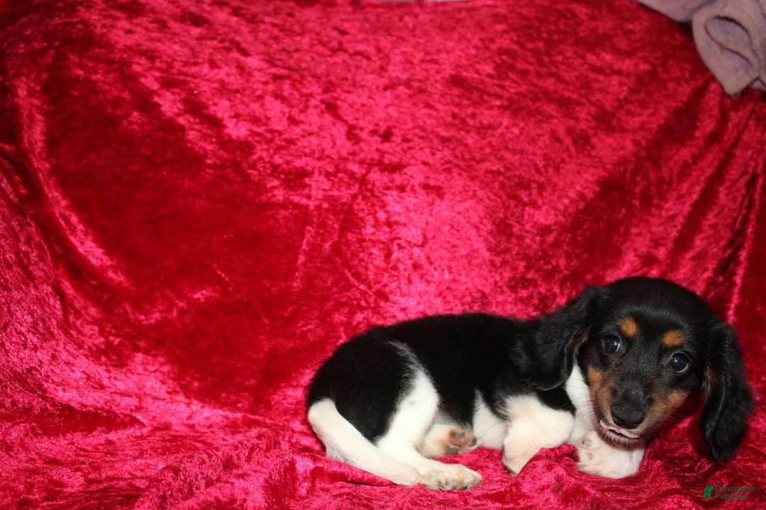 Miniature Dachshund dogs for sale: Casey - Image 9