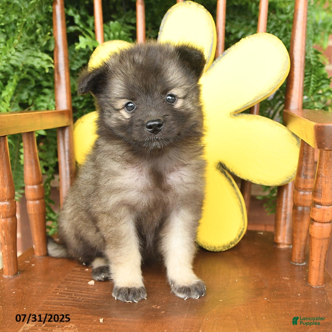 Keeshond dogs for sale: Twilight - Image 2