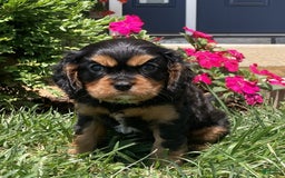 Cavalier King Charles Spaniel dogs for sale: Hope - Image 11