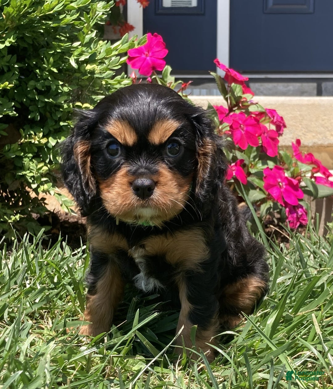 Cavalier King Charles Spaniel dogs for sale: Hope - Image 11